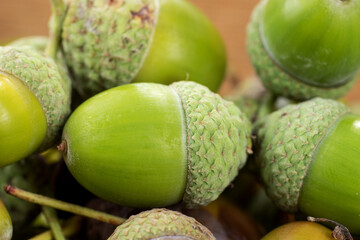 Acorns of an oak tree. Close up