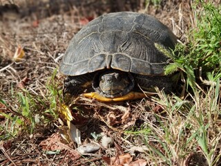 turtle in the grass