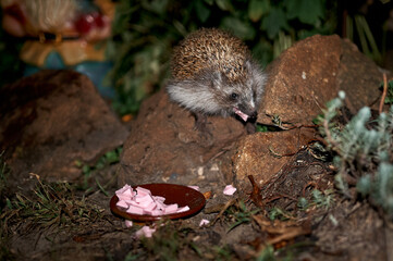 An adult hedgehog eats sausage from a bowl at night in a flower bed