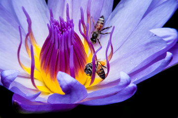 Fototapeta na wymiar Bees and beautiful lotus.