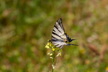 Iphiclides podalirius, Scarce swallowtail Butterfly feeding on yellow flower with a beautiful green background
