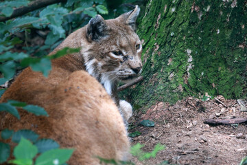 Lynx on a tree in close-up