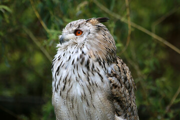 Siberian eagle owl in close up