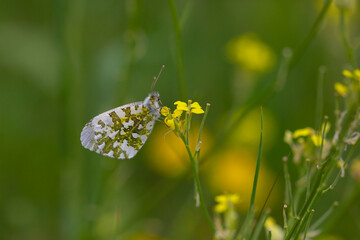 Anthocharis cardamines, orange tip butterfly