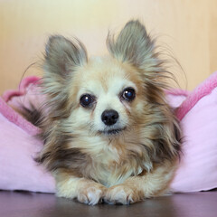 Portrait of long haired female chihuahua pet