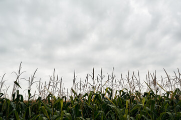 cornfield in cloudy weather before rain