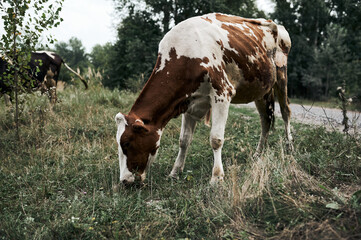 Cows graze in the rain near the road