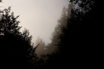 forest in the fog. mountains