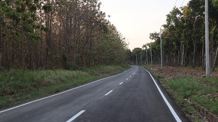 Fototapeta premium road through the forest