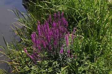 Heide, Garten, Wald, Natur, Pflanzen, Heidekraut