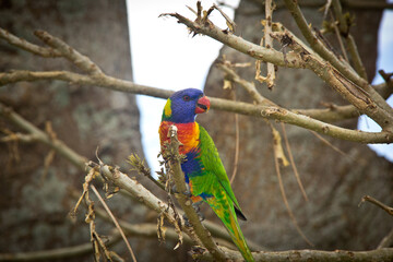 colourful Australian parrot perched on a leafless tree branch. No people.