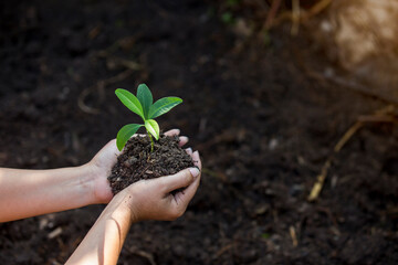 Hands of the farmer are planting the seedlings into the soil