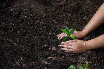 Hands of the farmer are planting the seedlings into the soil