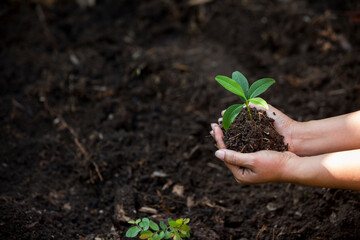 Hands of the farmer are planting the seedlings into the soil