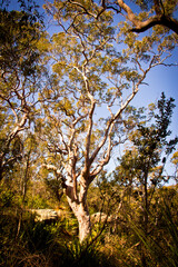 Australian gum tree in bushland. Sydney, New South Wales, Australia. No people.