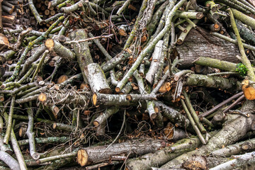 Stock de branches d'arbres coupées