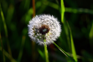 Dandelion seeds with parachutes 