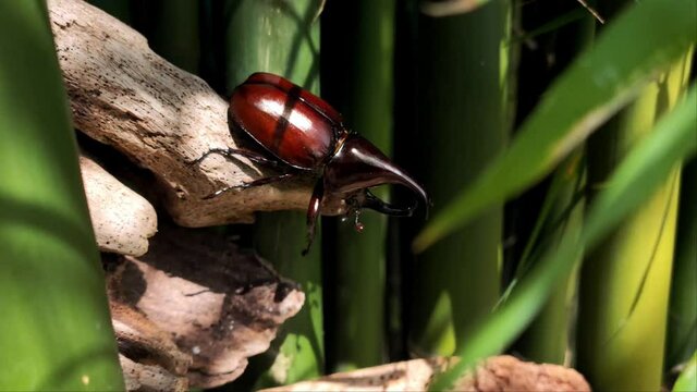 Rhinoceros beetles in living areas, especially bamboo forests. 