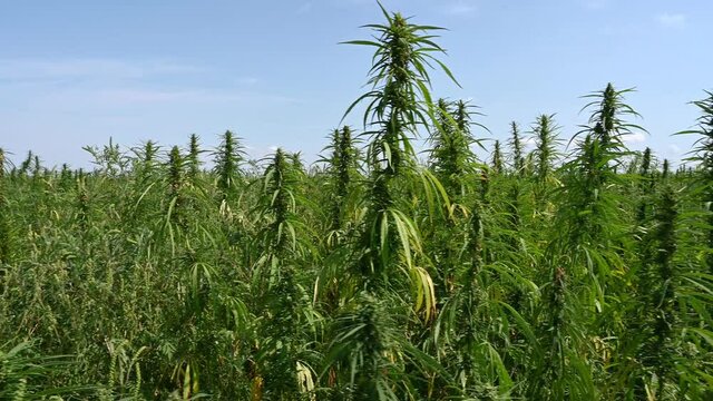 Large industrial hemp field, cannabis sativa 4K