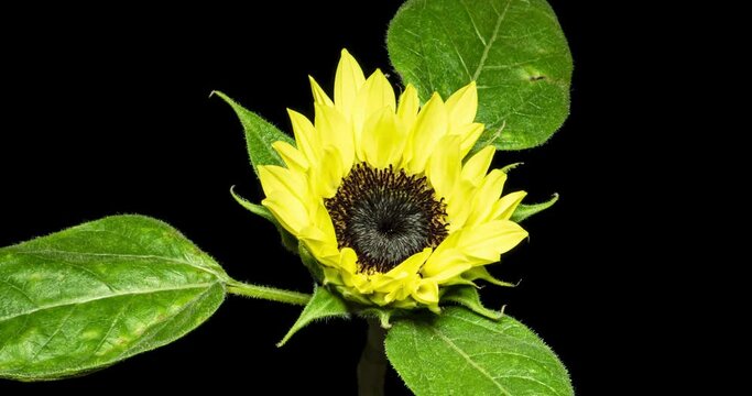 ひまわりの開花タイムラプス