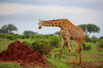 Big giraffe walking in the savannah with the blurred background