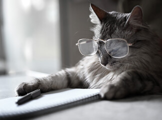 Sad cat with glasses sits at the table. There is a blank notebook and a pen on the table. The concept of animals as people.