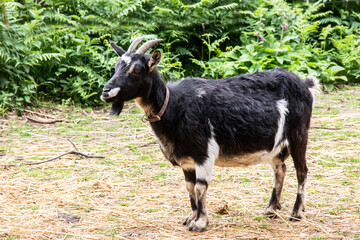 Ch&egrave;vre poitevine