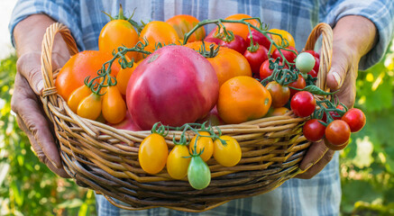 Colorful Organic Tomatoes in Farmers Hands. Fresh Organic Red Yellow Orange and Green Tomatoes of different kinds in Basket.