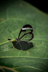 Mariposario Icod de Los Vinos