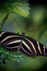 Mariposario Icod de Los Vinos