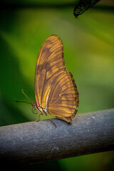 Mariposario Icod de Los Vinos