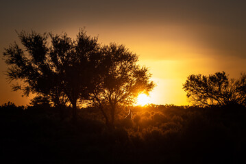 Fototapeta na wymiar sunset with kangaroo