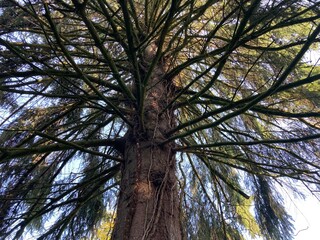 Fototapeta premium Kräftiger Baum mit Blick in den Himmel