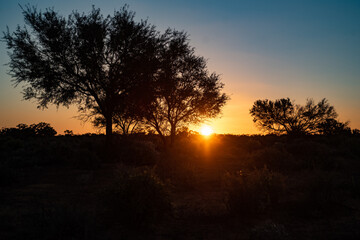 Fototapeta na wymiar Tree silhouette in outback