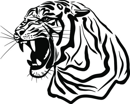The vector image of the tiger's head. Illustration of a predatory cat. A relative of a lion, leopard, cheetah, cougar