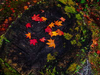【京都】龍穏寺の紅葉