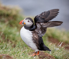 atlantic puffin or common puffin