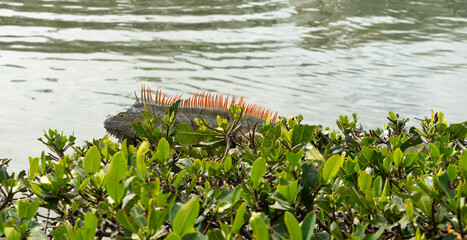 Iguana Male