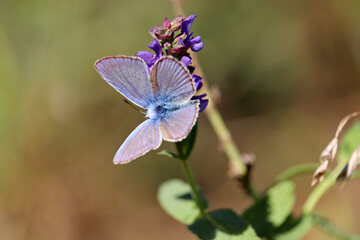 Common blue butterfly on sage flower close up. Polyommatus icarus on summer meadow, beauty of nature