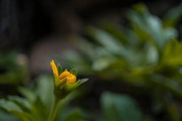 yellow flower in the garden