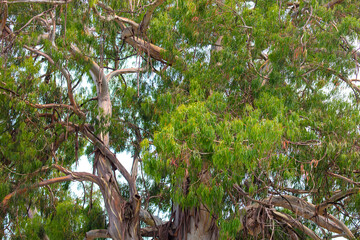 Eucalyptus tree branches in park.