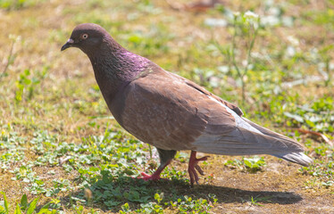 Portrait of a dove on the ground