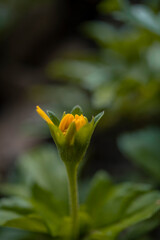 yellow flower bud