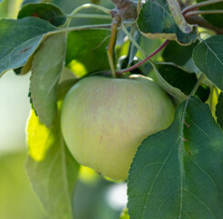 Apples on tree branches in summer.