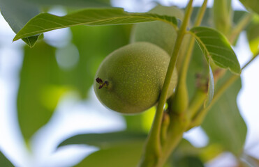 Walnut on tree branches in summer.