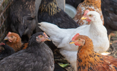Portrait of a chicken on farm.