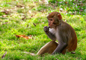 Naklejka premium Portrait of a monkey in the park