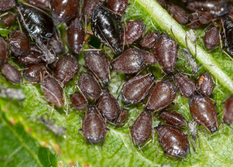Aphids on a leaf of a tree.