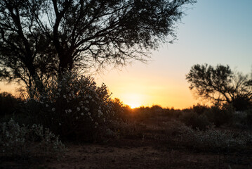 Fototapeta na wymiar Kinchega Sunset