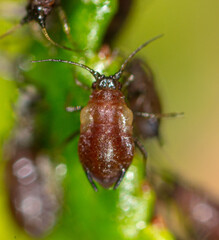 Aphids on a leaf of a tree.